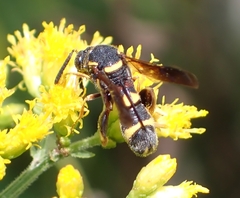Leucospis affinis