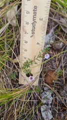 Euryomyrtus ramosissima