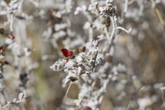 Indigofera leucotricha
