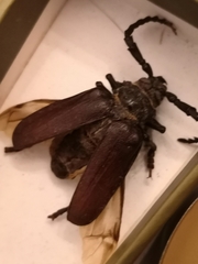 Prionus coriarius