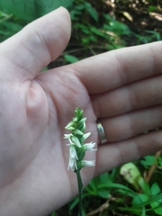 Spiranthes ovalis