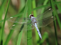 Libellula comanche