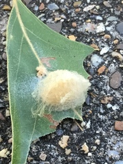 Callirhytis infuscata