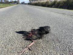 Porphyrio melanotus melanotus