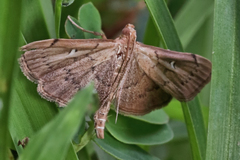 Geshna cannalis