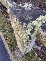 Ramalina farinacea