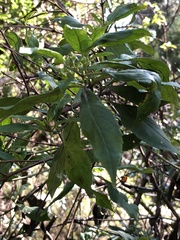 Prostanthera lasianthos