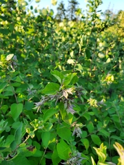 Rabdophaga rosaria