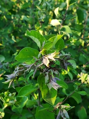 Rabdophaga rosaria
