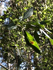 Prostanthera lasianthos