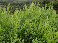 Baccharis altimontana