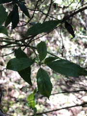 Prostanthera lasianthos