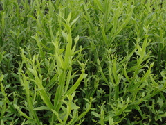 Baccharis altimontana
