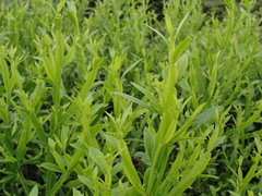 Baccharis altimontana