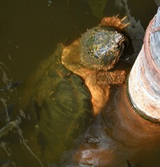 Macrochelys temminckii