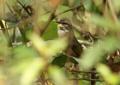 Myiothlypis rivularis