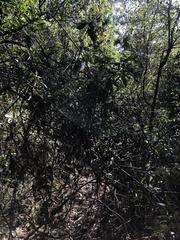 Prostanthera lasianthos