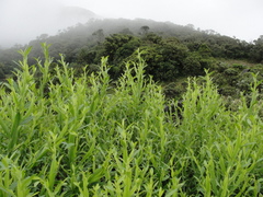 Baccharis altimontana