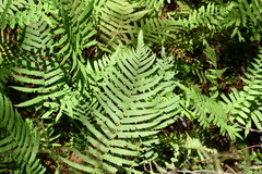 Pelazoneuron kunthii