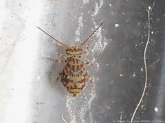 Ptenothrix marmorata