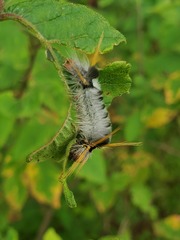 Halysidota