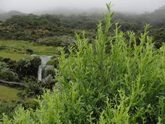 Baccharis altimontana