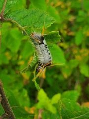 Halysidota