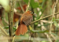 Philydor atricapillus