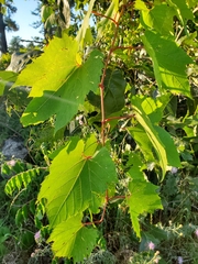 Vitis cinerea