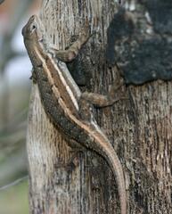 Sceloporus virgatus