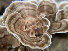 Trametes versicolor