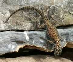 Sceloporus jarrovii
