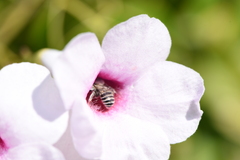 Anthophora