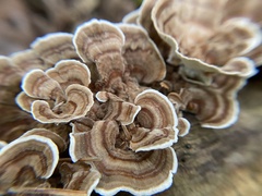 Trametes versicolor