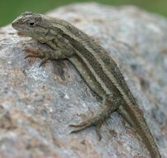 Sceloporus virgatus