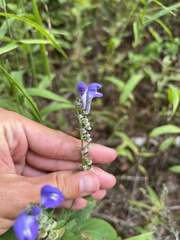 Scutellaria incana
