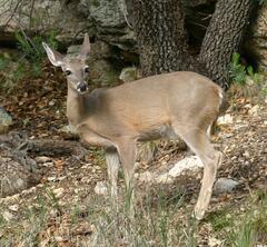 Odocoileus virginianus couesi