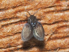 Psychodinae