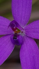 Glossodia minor