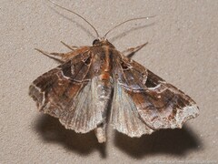 Callopistria floridensis