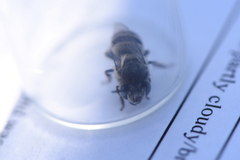Anthophora urbana