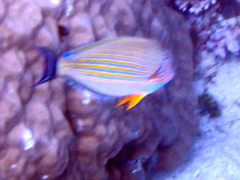 Acanthurus lineatus