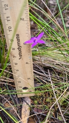 Glossodia minor