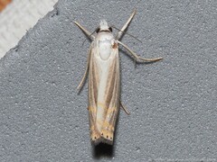 Parapediasia decorellus
