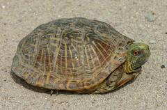 Terrapene ornata