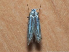 Polyhymno luteostrigella