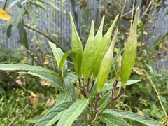 Asclepias