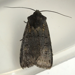Euxoa velleripennis