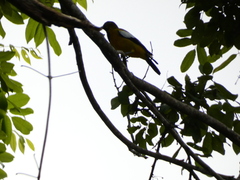 Icterus leucopteryx