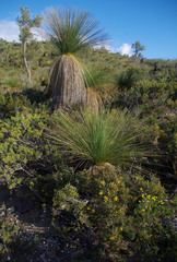 Xanthorrhoea acanthostachya